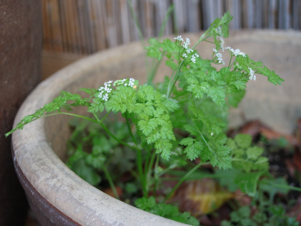 Annexe Cerfeuil - Plan Large.png