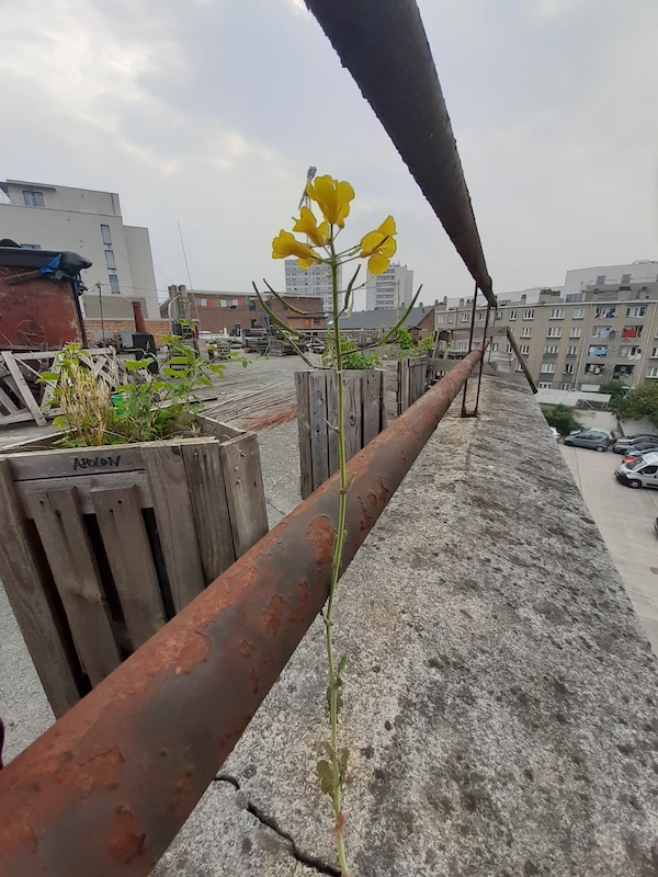 Annexe 20200419_170042.jpg