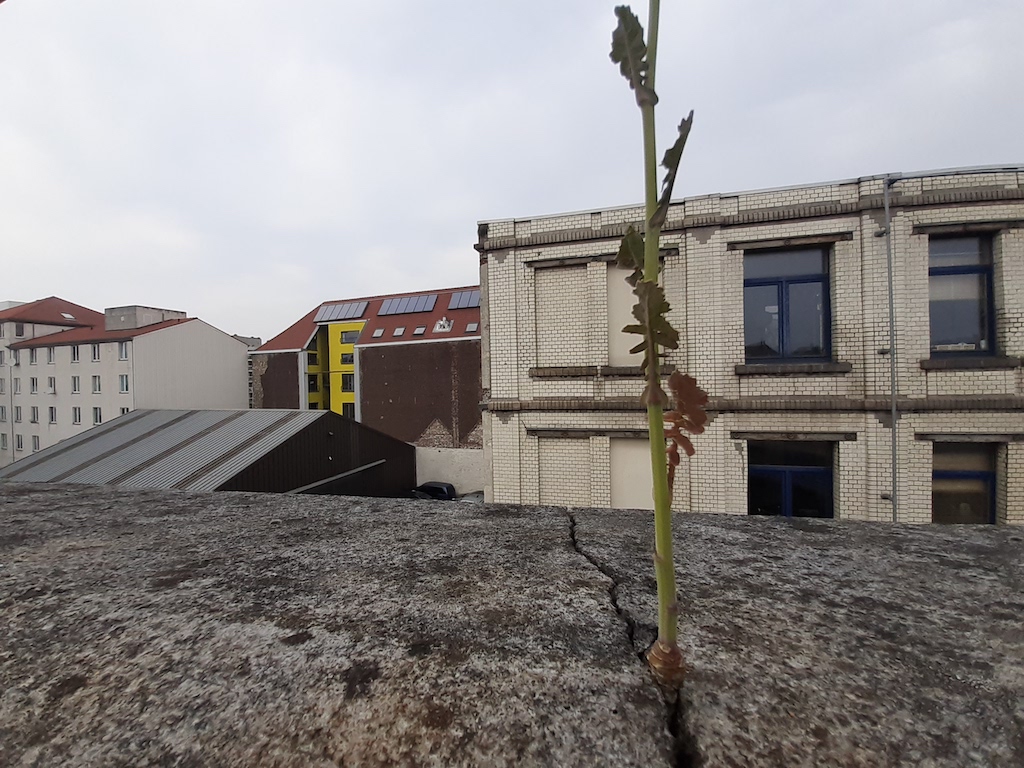 Annexe 20200419_170105.jpg