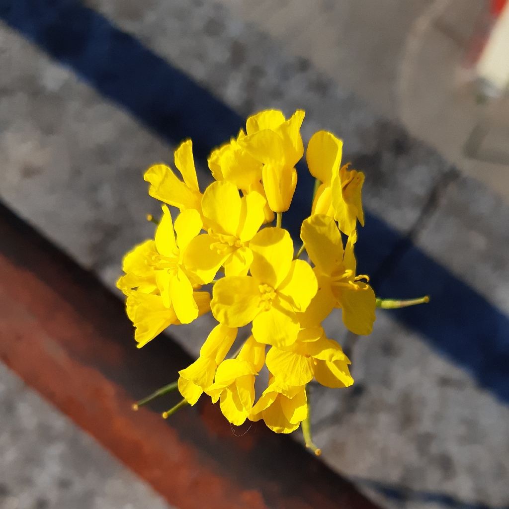 Annexe 20200419_172019.jpg