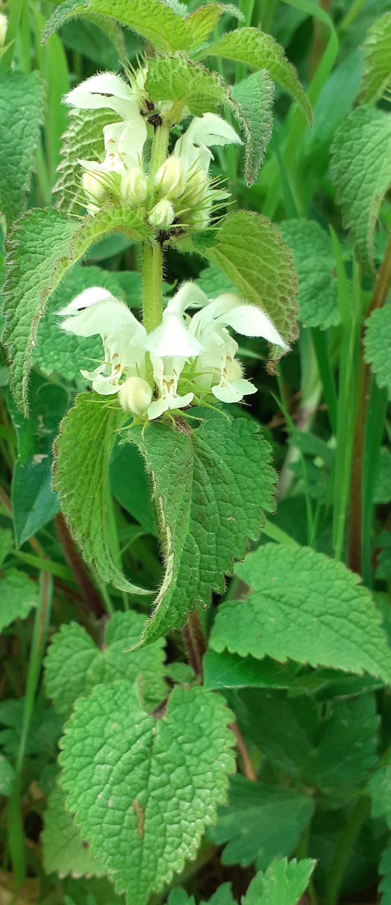 Annexe 20200419_170522 (4).jpg