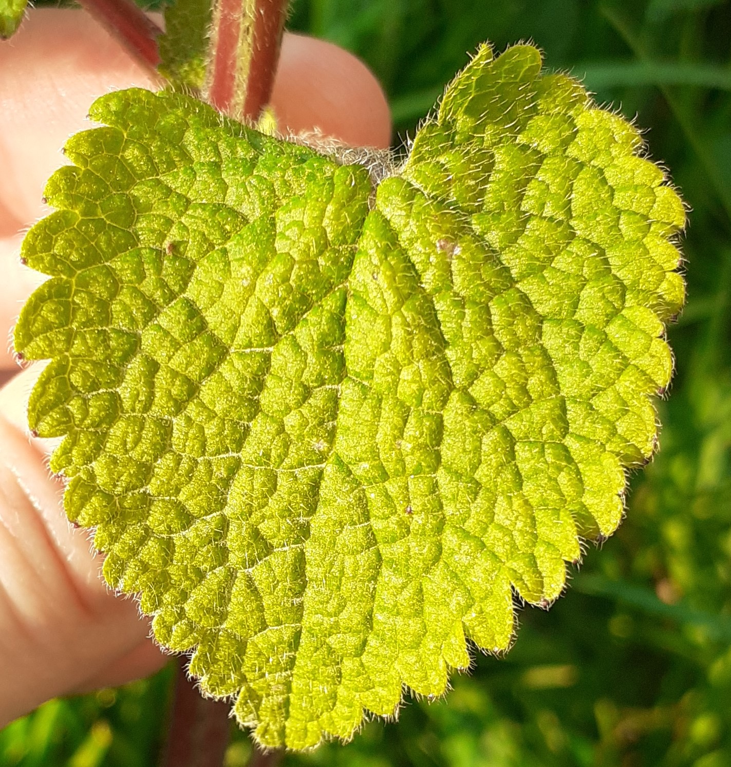 Annexe 20200419_175121 (2).jpg