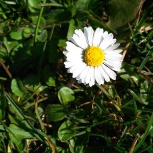 Annexe infloresence -Bellis Perennis.jpg