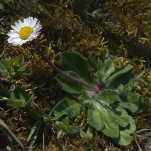 Annexe port général -Bellis Perennis.jpg