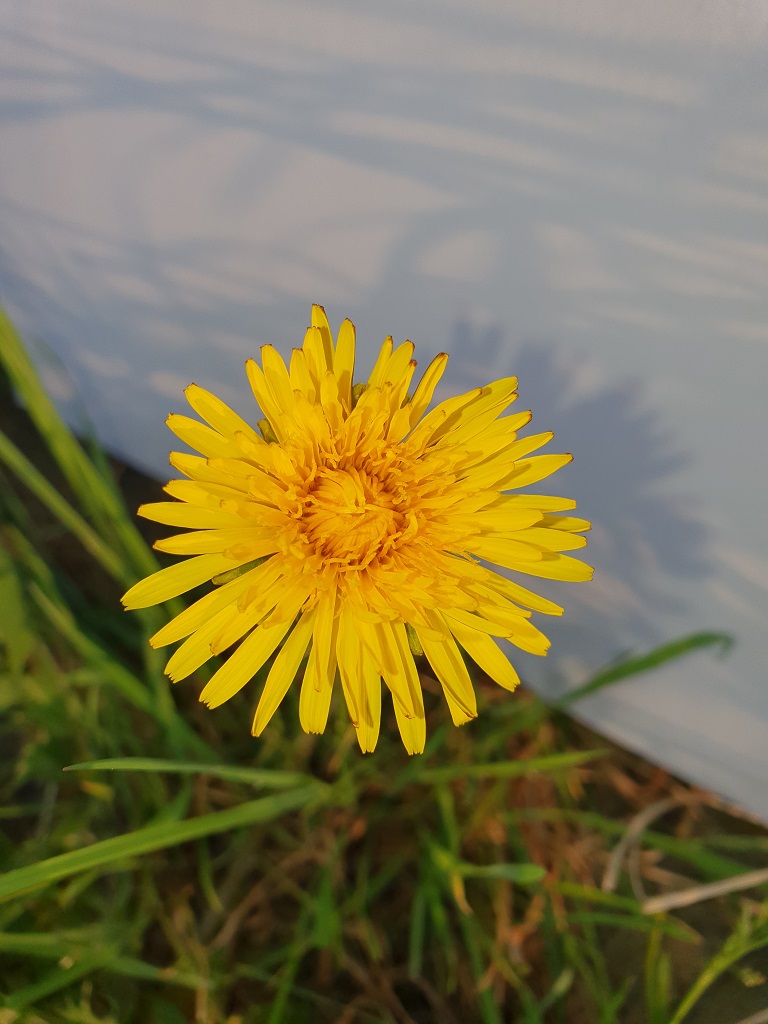 Annexe 20200419_184845.jpg