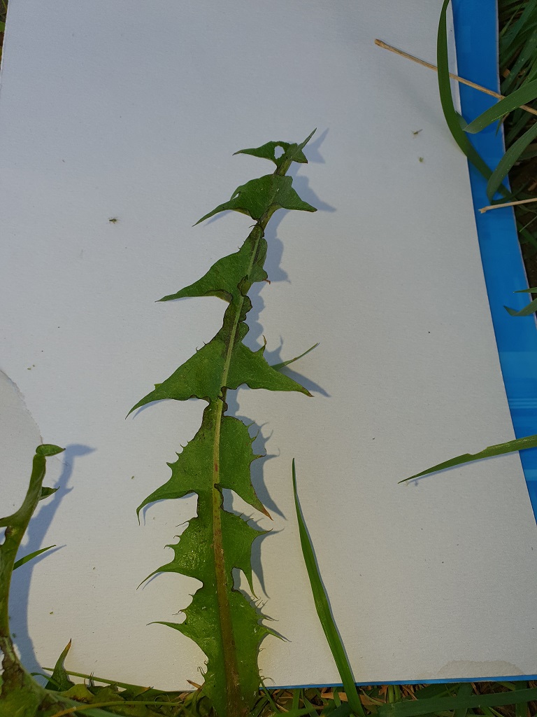 Annexe 20200419_184939.jpg