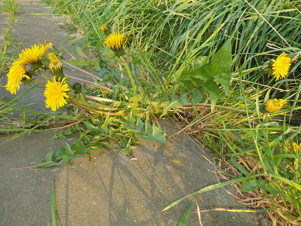 Annexe 20200419_185113.jpg