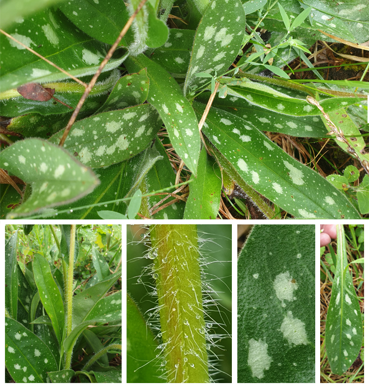 Annexe feuilles-tige.jpg