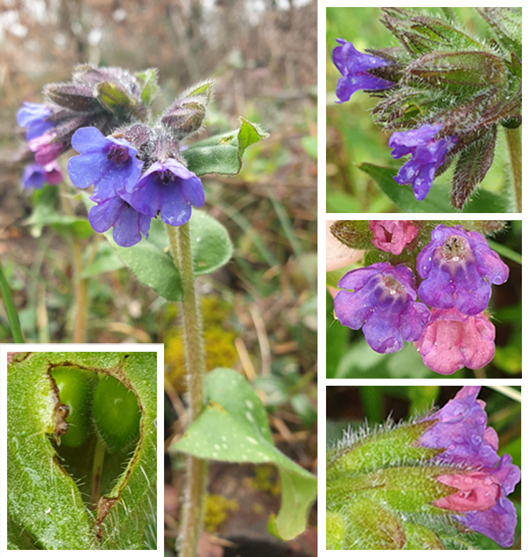 Annexe pulmonaire-fleur.jpg