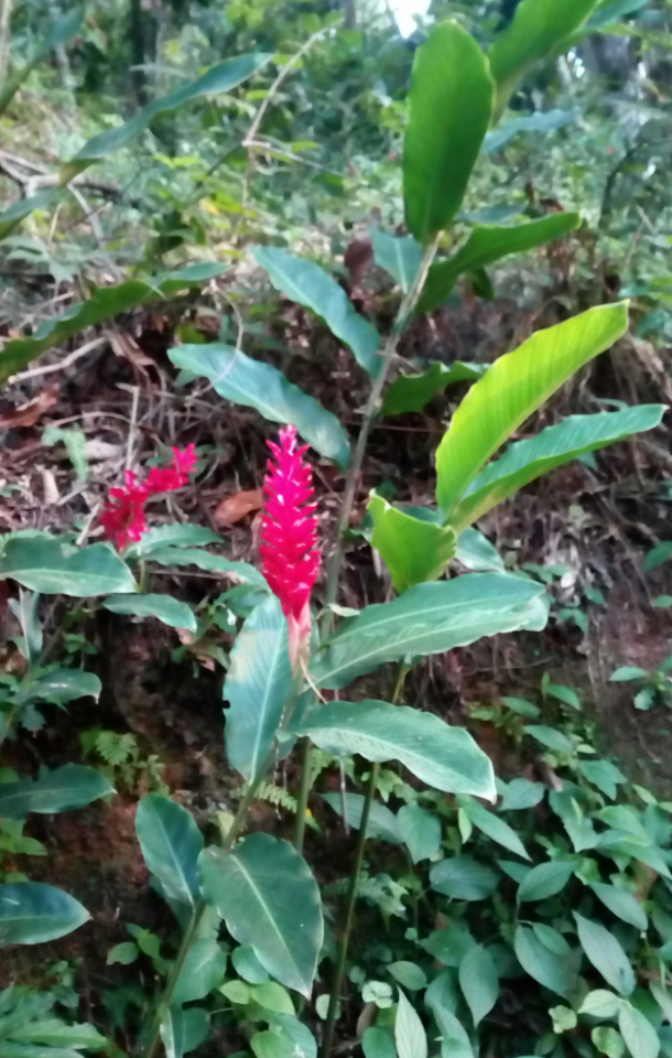 Annexe IMG_20200419_194353.png