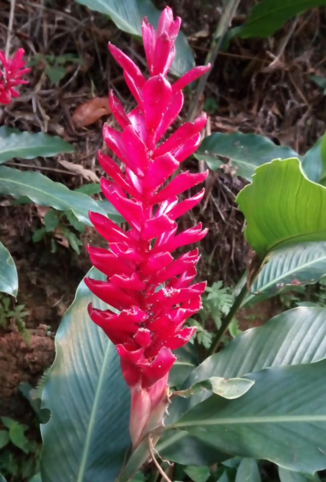 Annexe IMG_20200419_194452.png