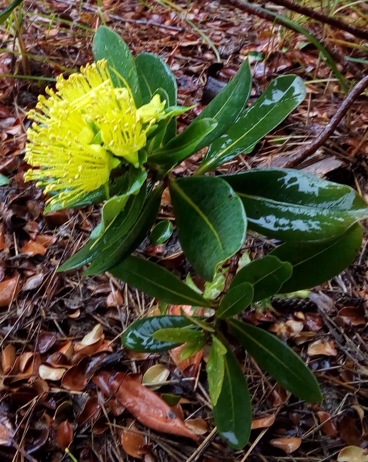 Annexe xanthostemon multiflorus 1.jpg