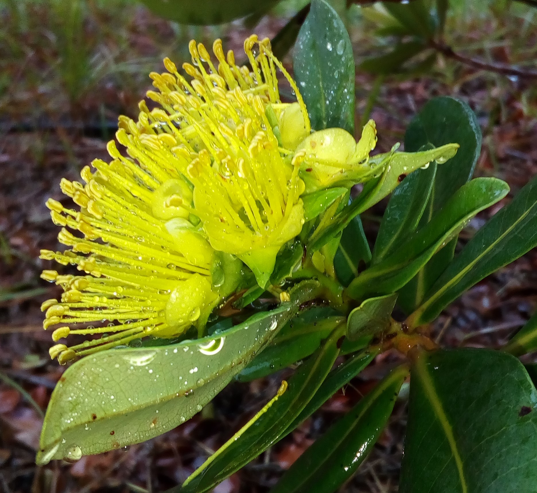 Annexe xanthostemon multiflorus 2.jpg