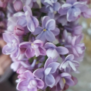 Annexe img_002377264CRS.jpg