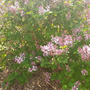 Annexe img_002392643CRS.jpg