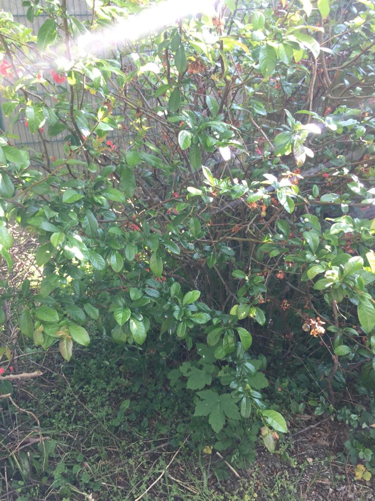 Annexe vue densemble.jpg