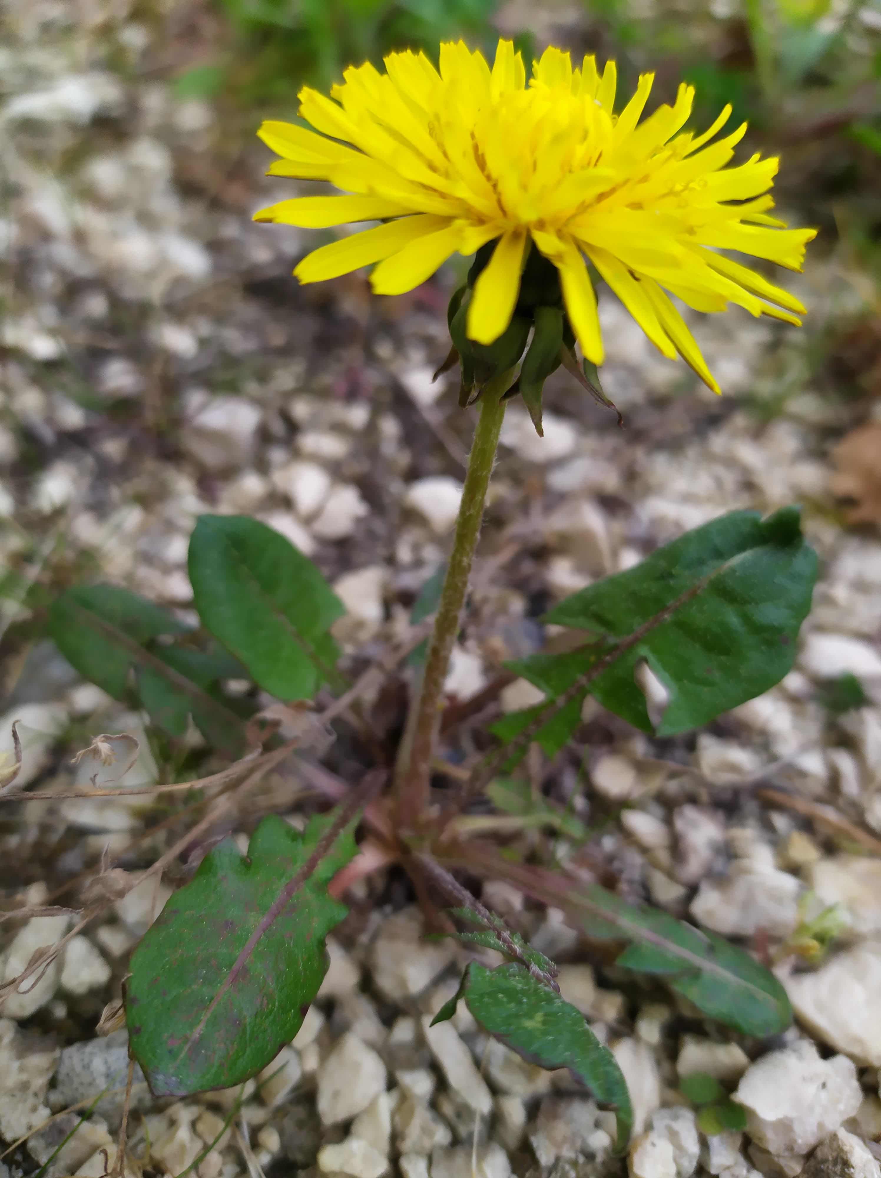 Annexe 93949292_2741942859264878_5667501314653814784_n.jpg