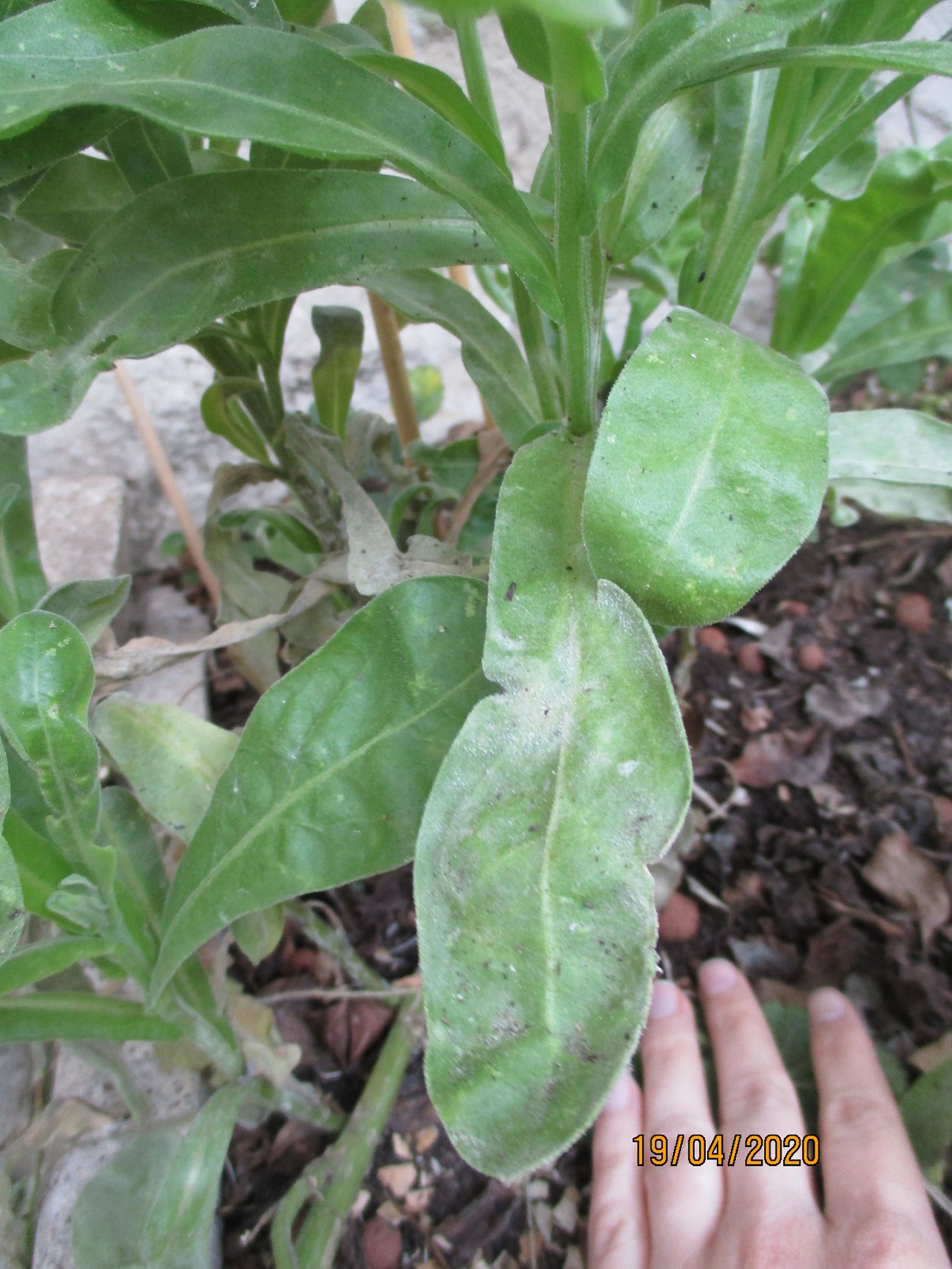 Annexe Soucis-feuillage.JPG