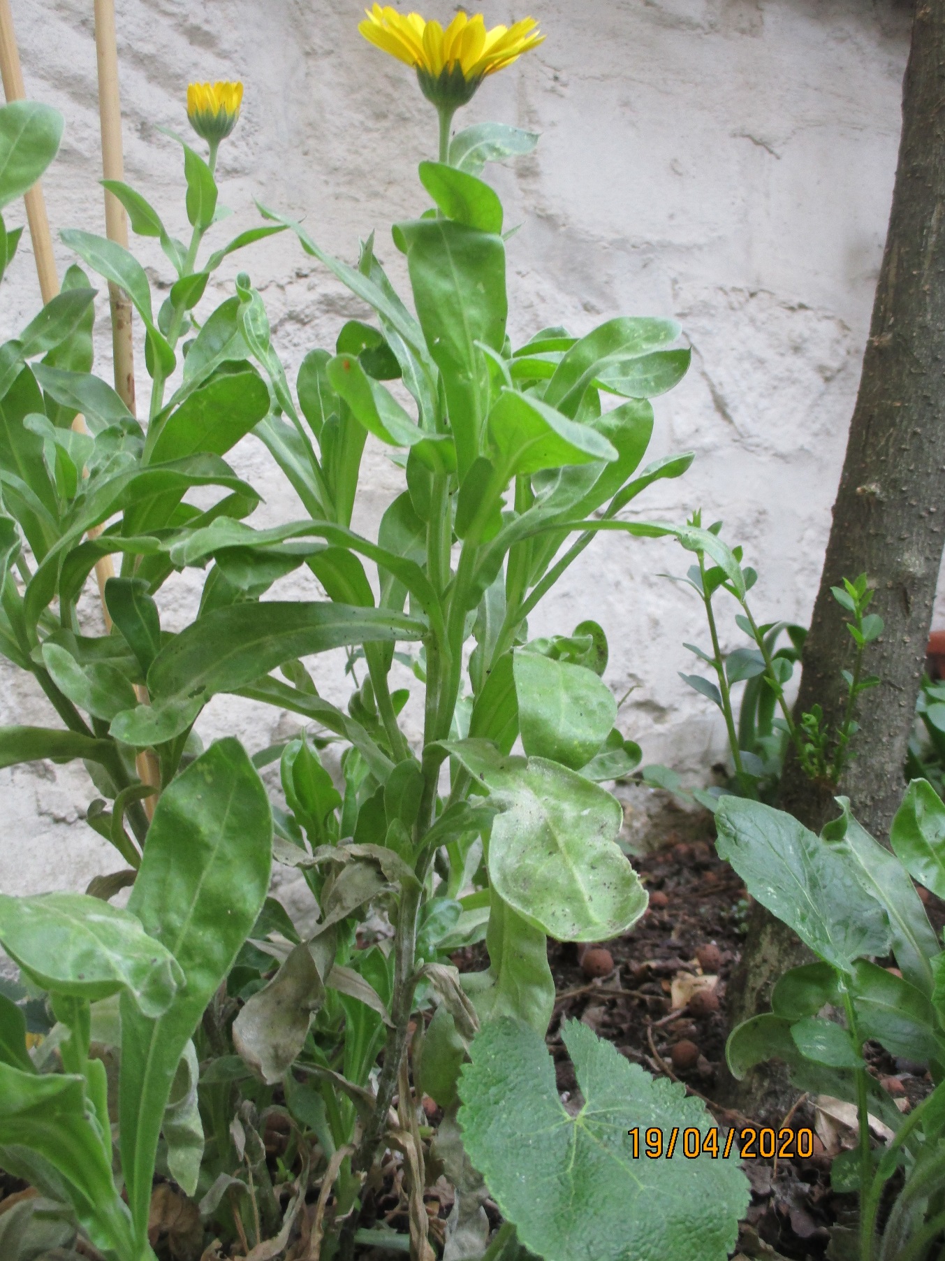 Annexe Soucis-vue densemble.JPG