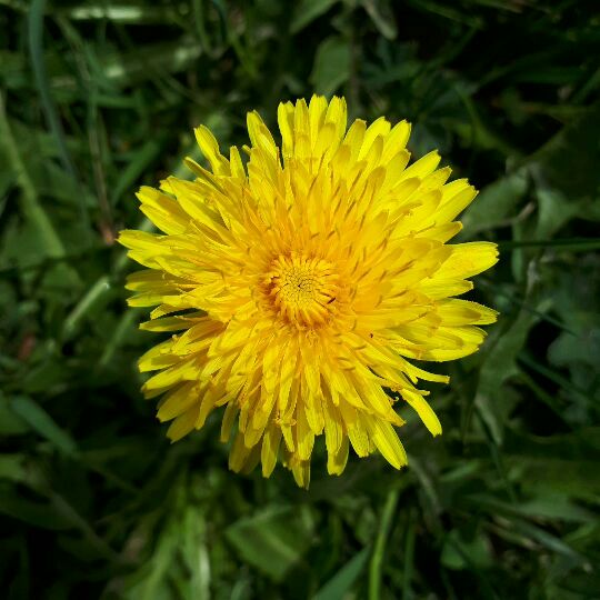 Annexe Pissenlit portrait du dessus.jpg