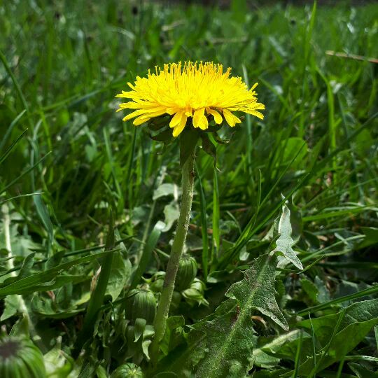 Annexe Pissenlit tige.jpg
