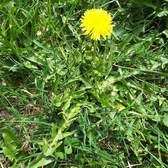 Annexe Pissenlit.jpg