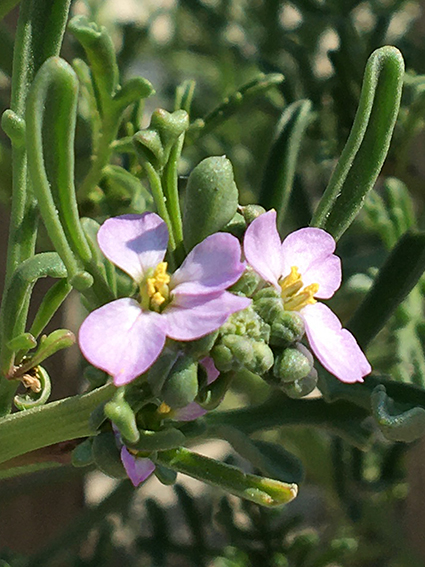 Annexe Cakilier maritime.jpg