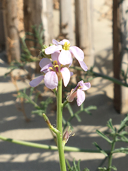 Annexe fleur de profil.jpg