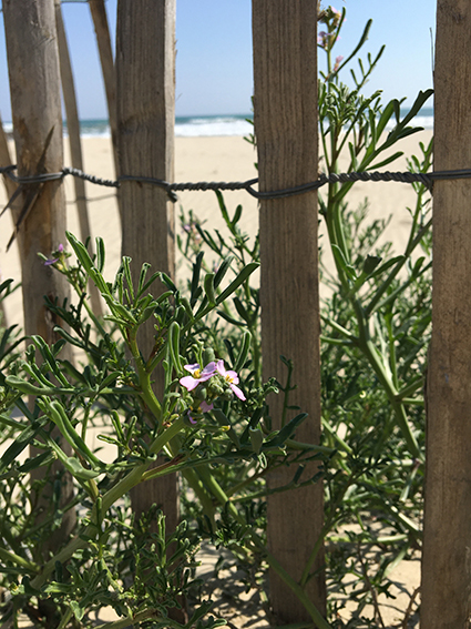 Annexe lieu de découverte.jpg