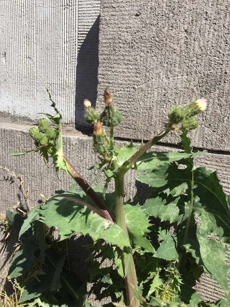 Annexe Sonchus asper.jpg