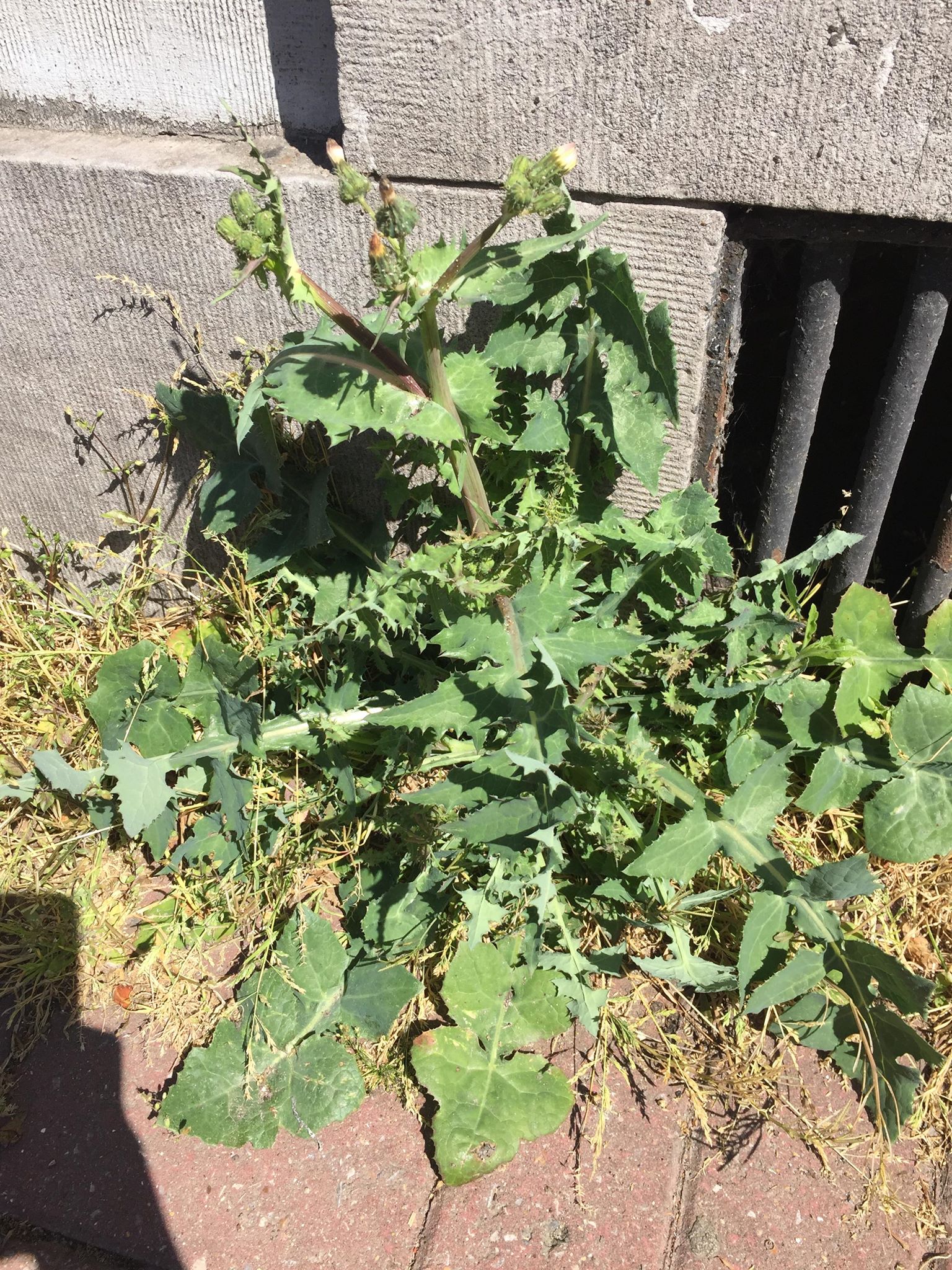 Annexe plantneta.jpg