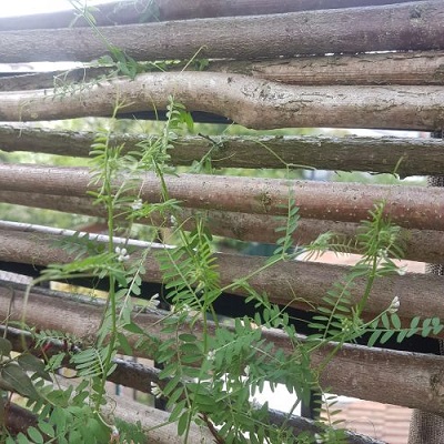 Annexe Vicia_hirsuta_1.jpg