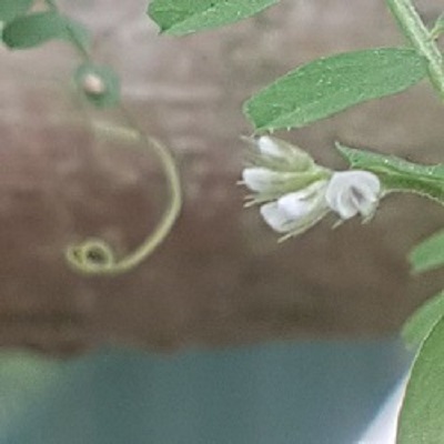 Annexe Vicia_hirsuta_2.jpg