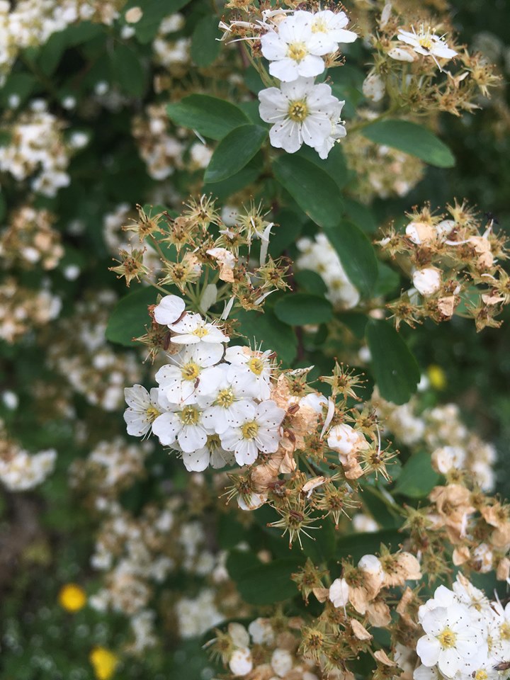 Annexe 94269019_833787953782157_408559605845590016_n.jpg