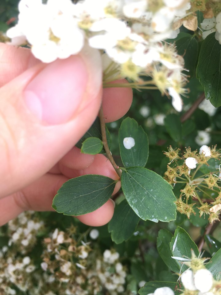 Annexe 94312921_534113110856231_627048556447924224_n.jpg