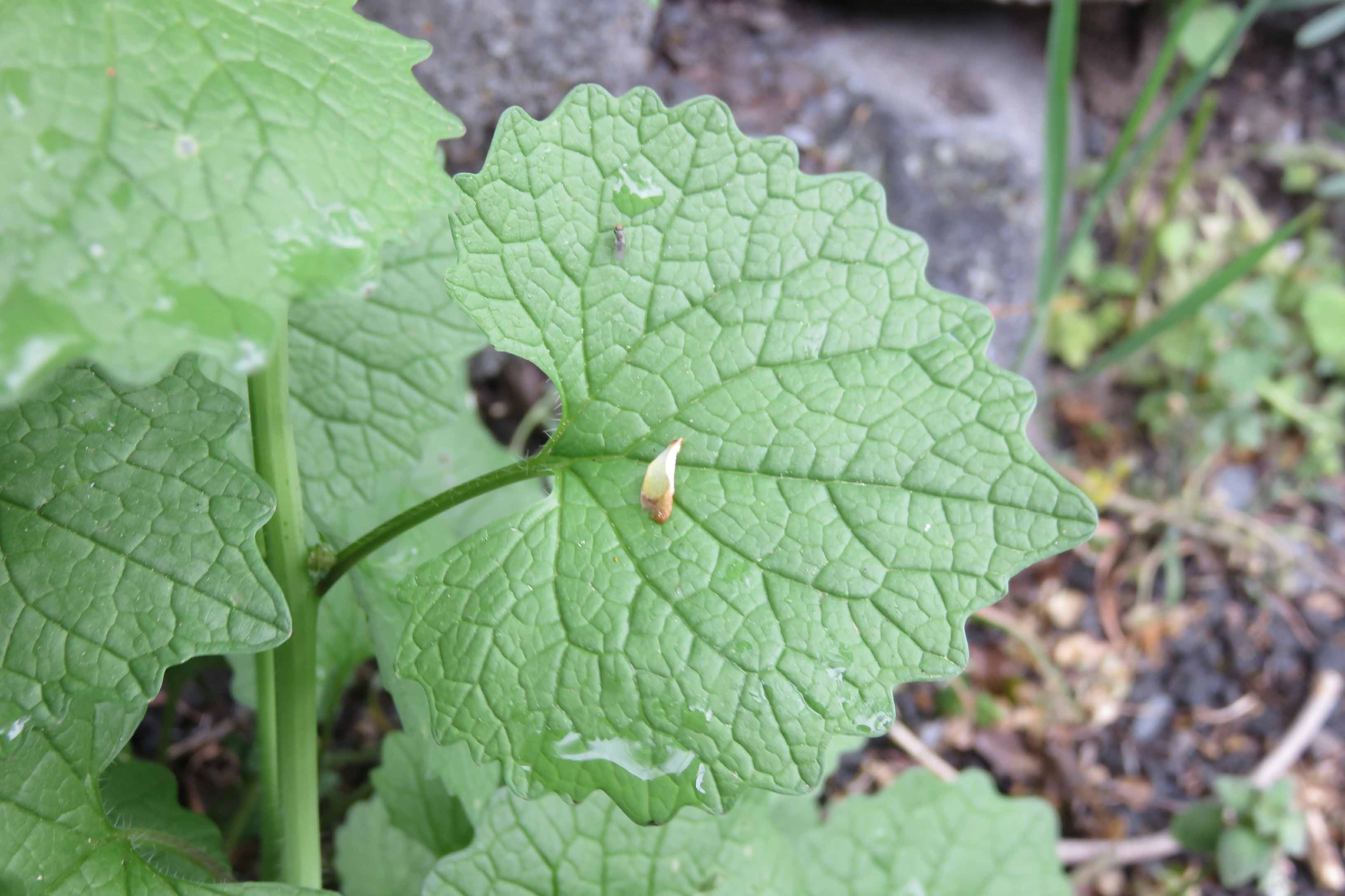 Annexe alliaire feuille_br.jpg