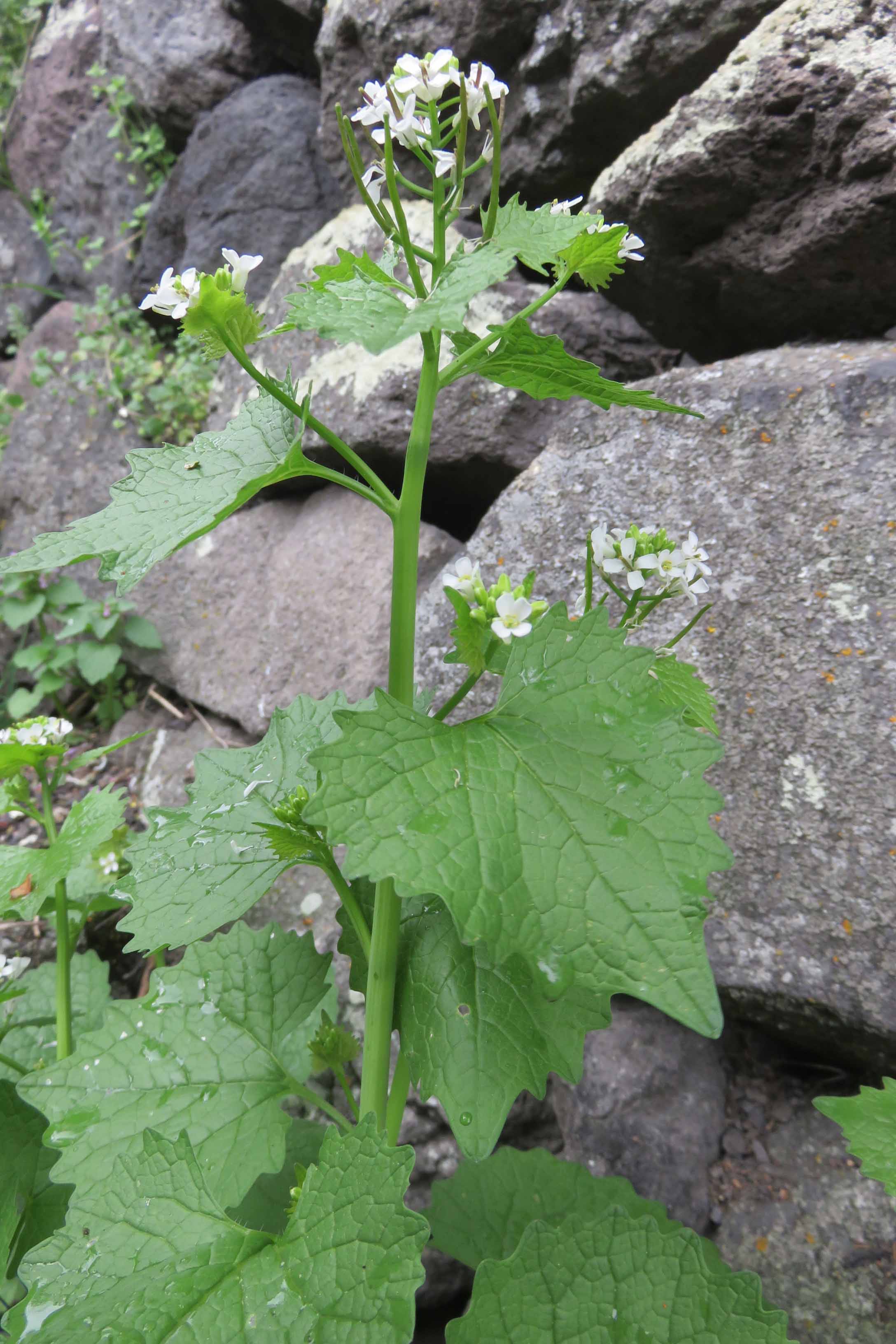 Annexe alliaire fleurs-br.jpg