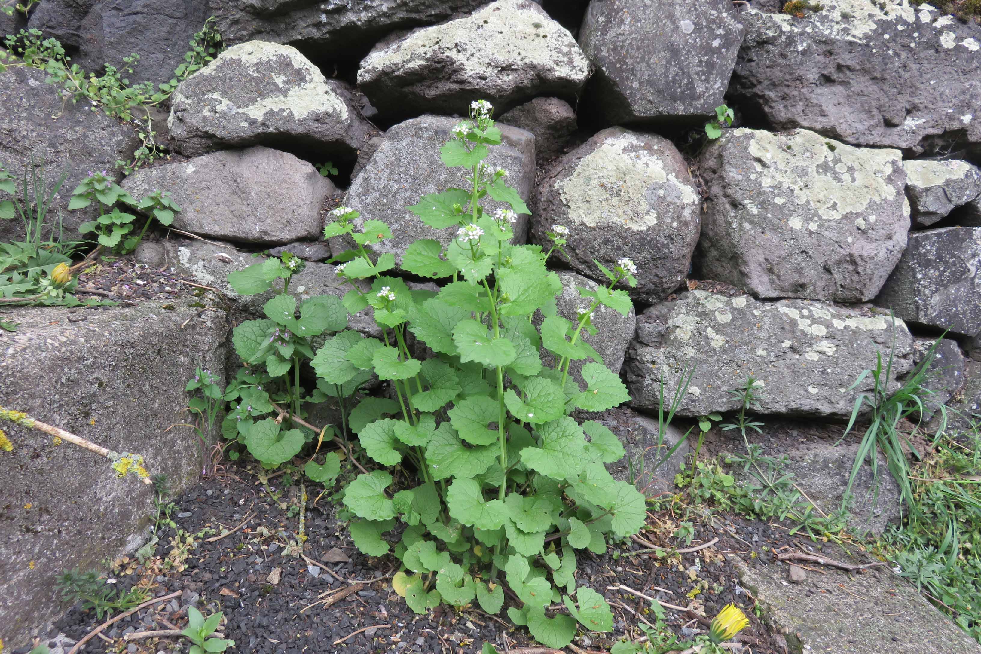 Annexe alliaire vue globale_br.jpg