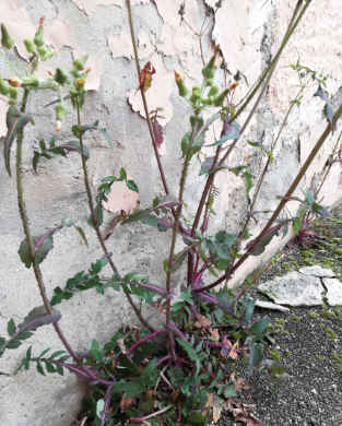 Annexe vueDensemble1.jpg