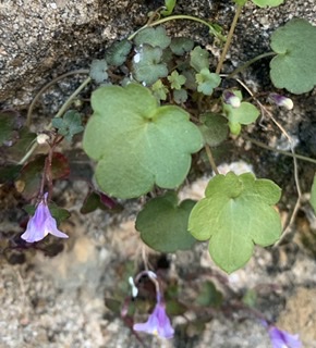 Annexe 7F4B2220-5EE7-4007-A7CD-785576CDFA34.jpeg