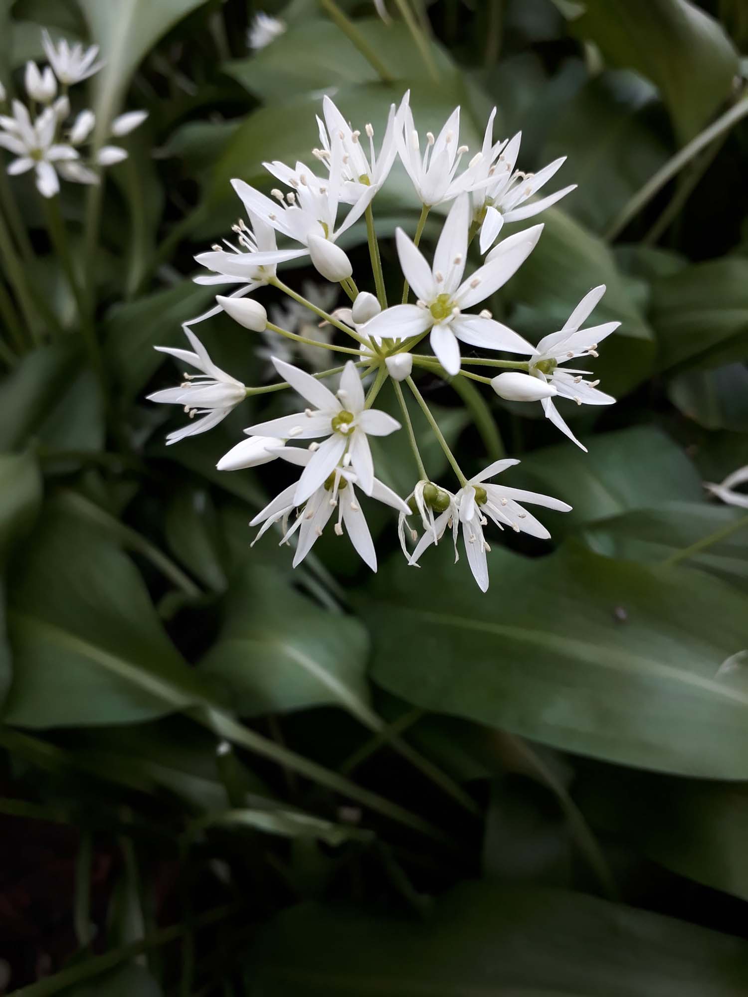 Annexe allium-ursunum_2.jpg