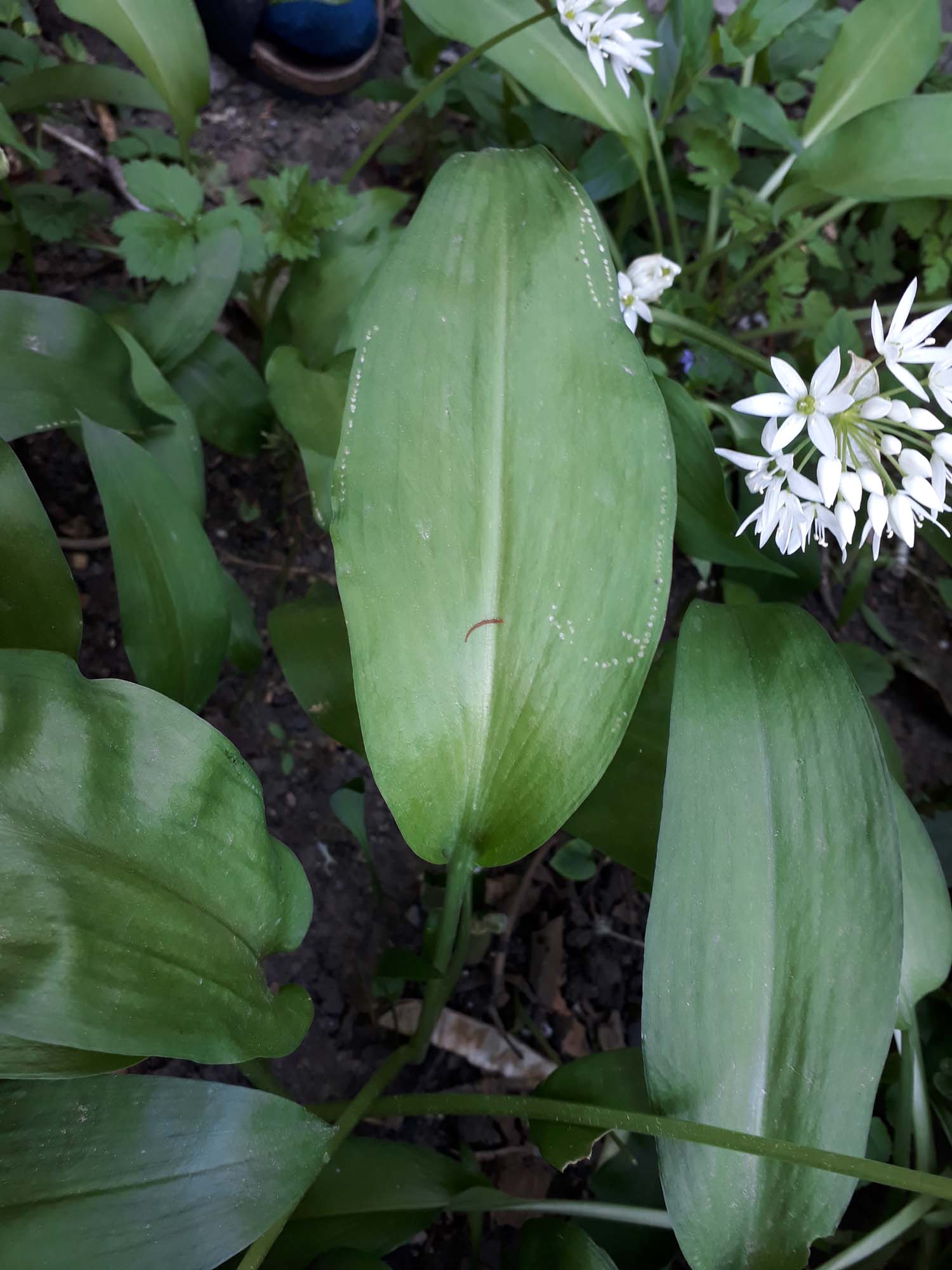 Annexe allium-ursunum_3.jpg