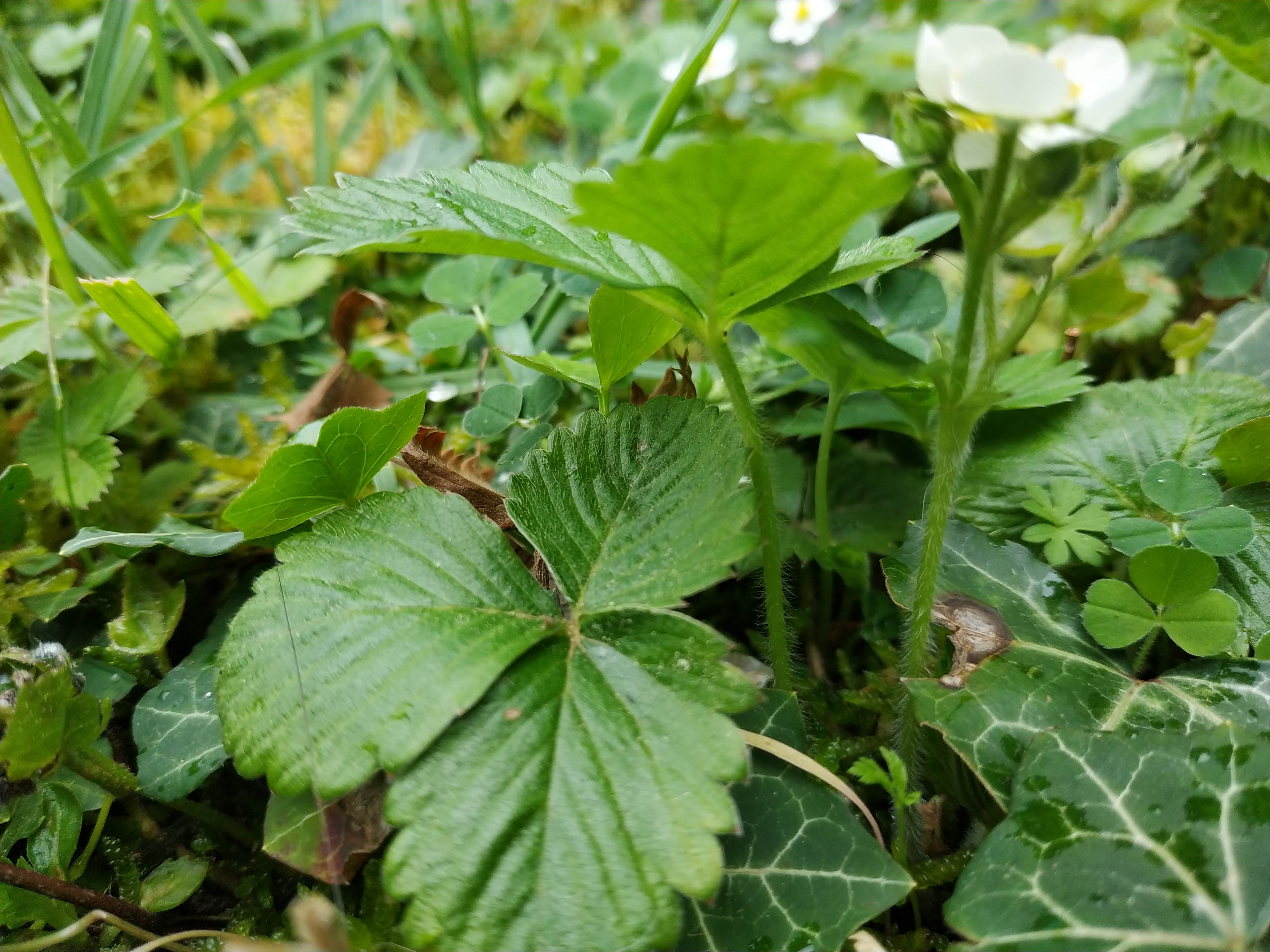 Annexe Fraisier des bois (vue de profil).jpg