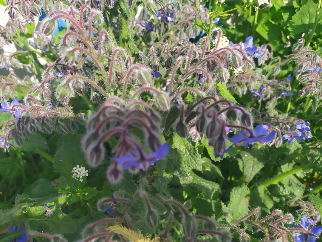 Annexe bourrache.jfif