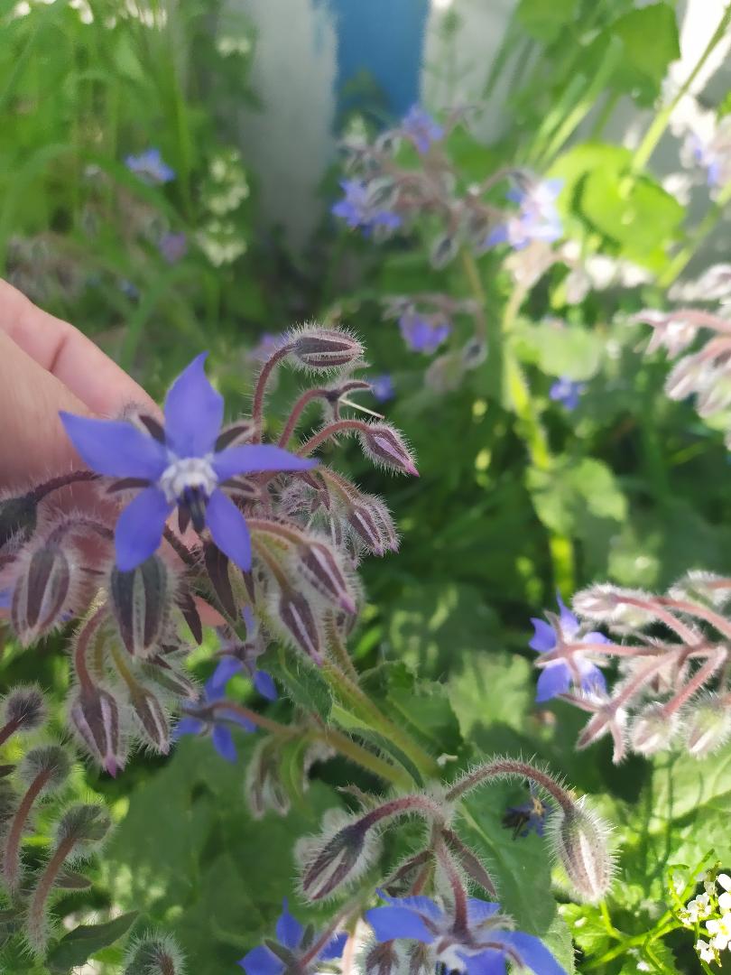 Annexe bourrache1.jfif