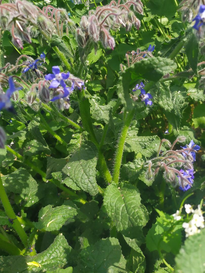 Annexe bourrache2.jfif