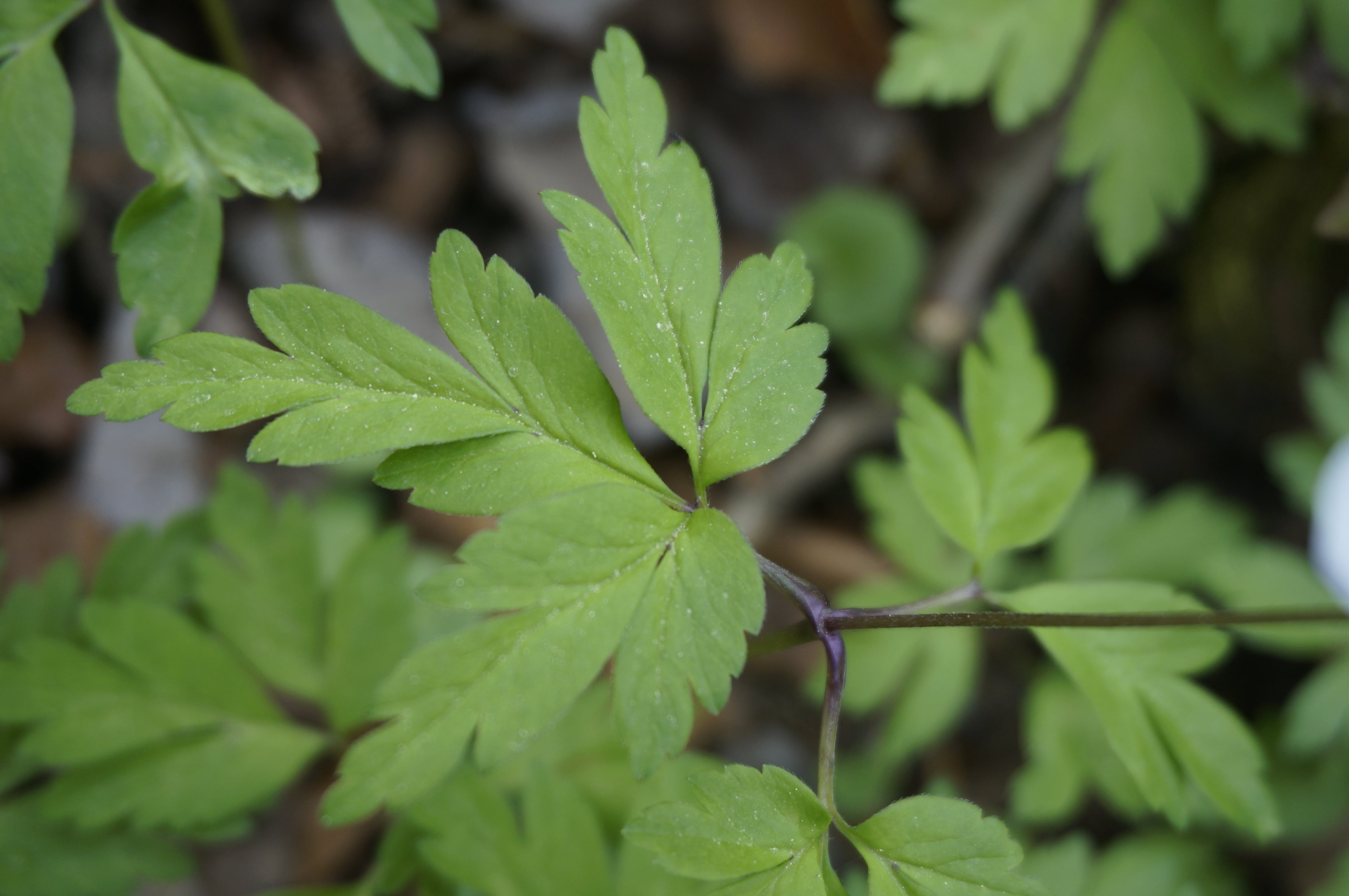 Annexe Anémone des bois (feuille).JPG