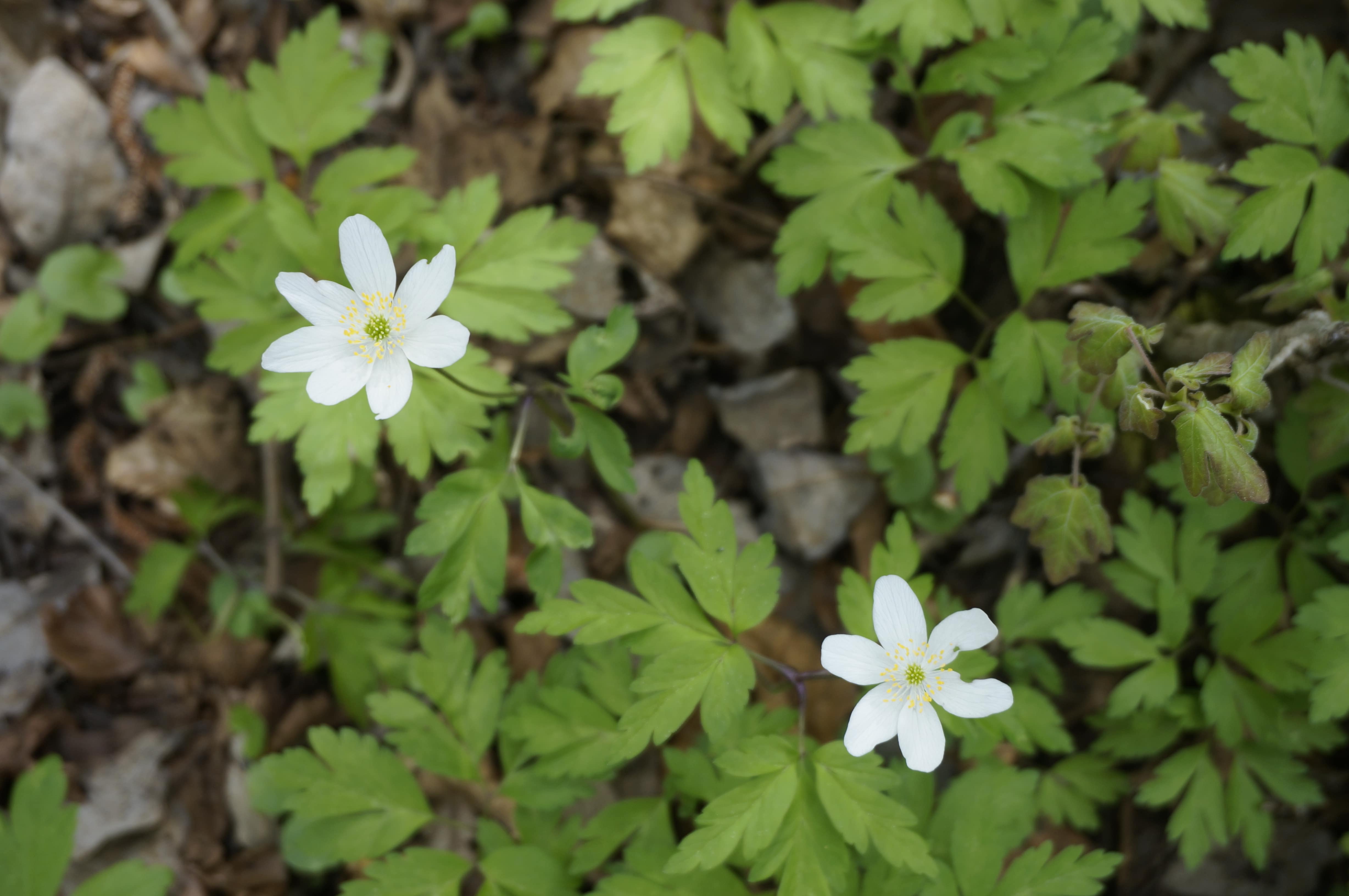 Annexe Anémone des bois (globale).JPG