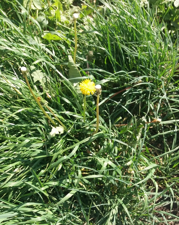 Annexe Aspect général.jpg