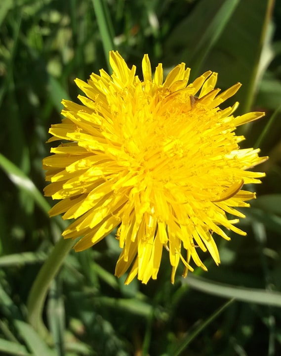 Annexe Inflorescence.jpg